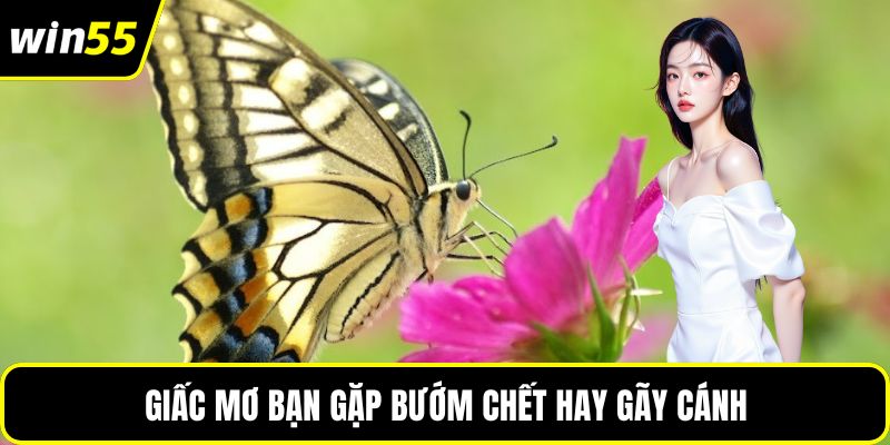 Giấc mơ bạn gặp bướm chết hay gãy cánh